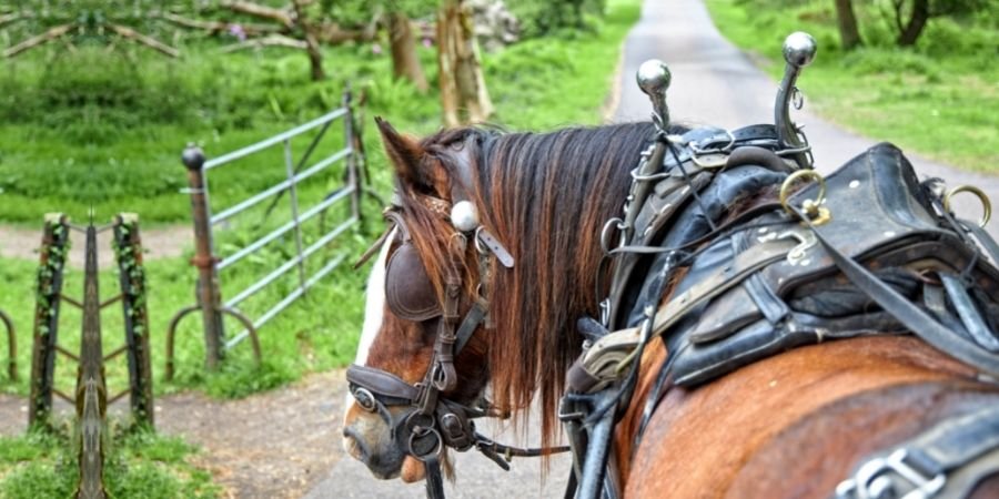 Caballo en Killarney