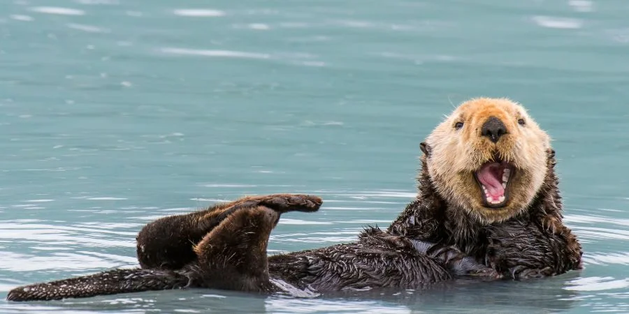 Animales de Irlanda Nutrias
