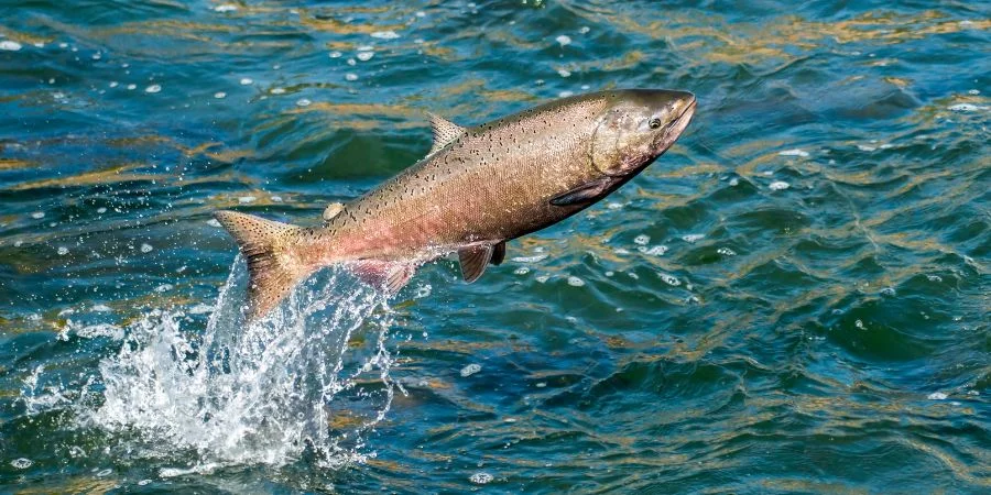 salmón del Atlántico Animales de Irlanda