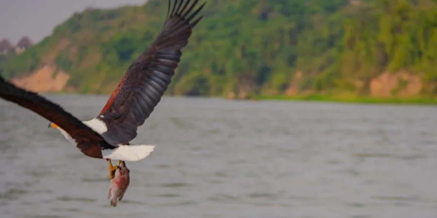 Animales de Irlanda en leligro de extinción