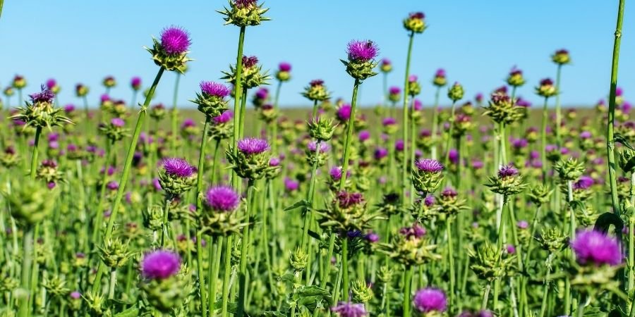 Campo con flores que ver en Donegal
Trabajar en Irlanda en el Campo
