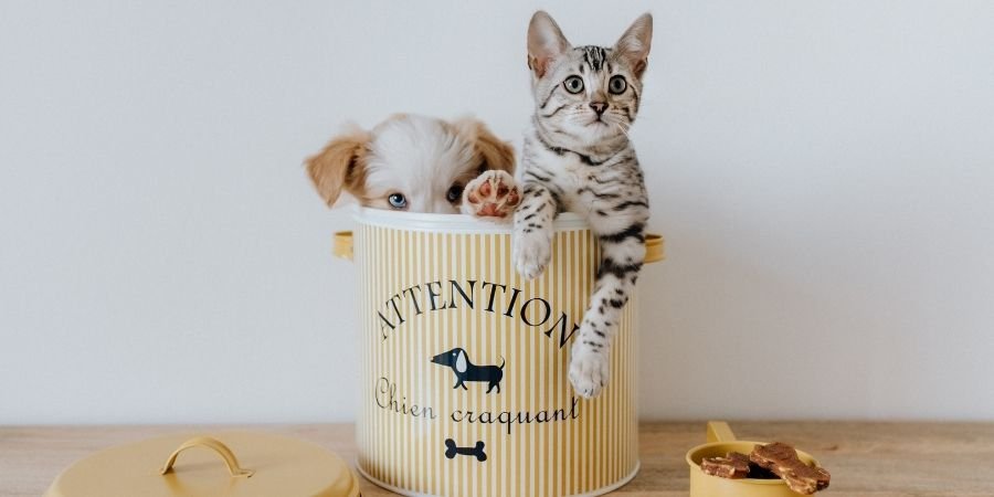 viajar a Irlanda con mascotas