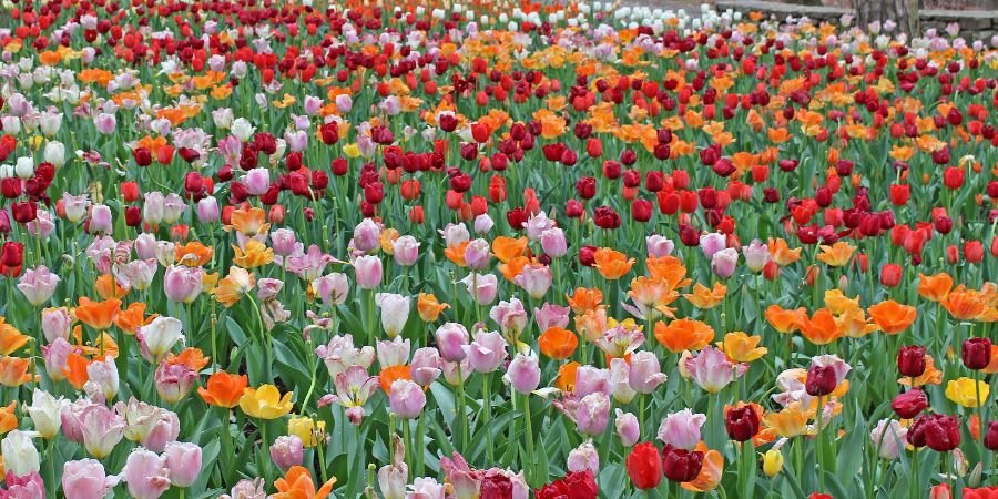 La Flora de Irlanda
