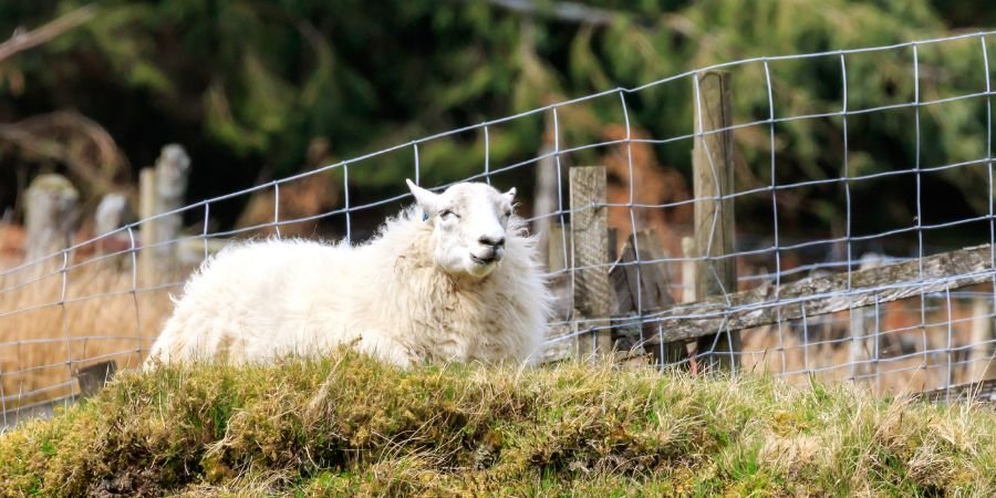 Oveja Irlandesa Cheviot 