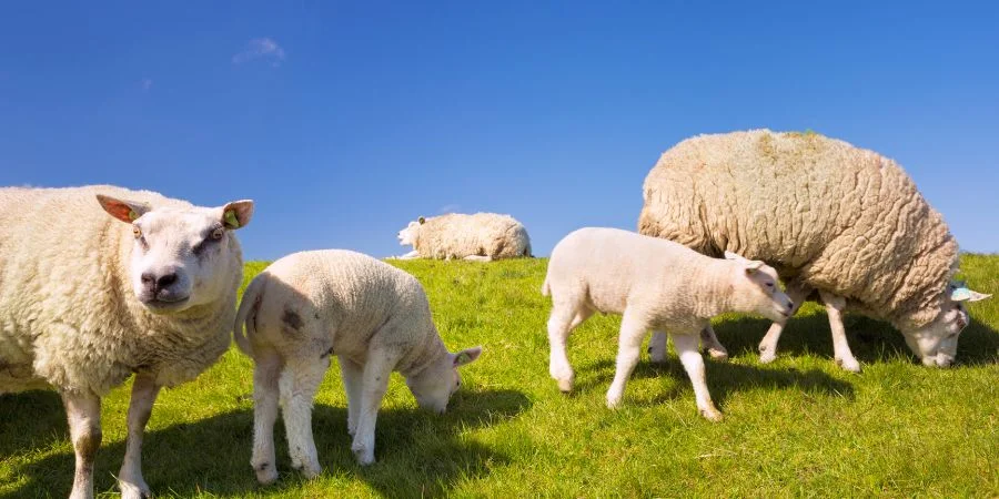  Texel Oveja Irlandesa  