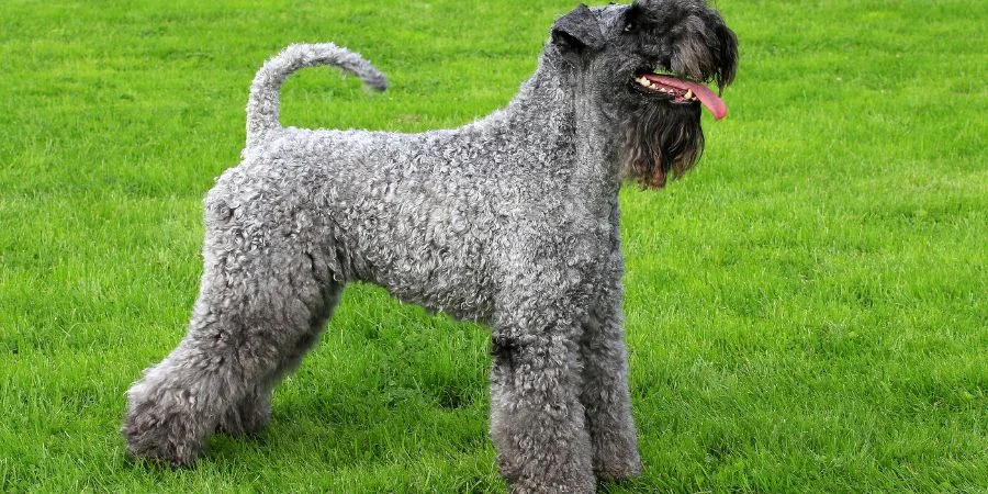 Perros Irlandeses Kerry Blue Terrier