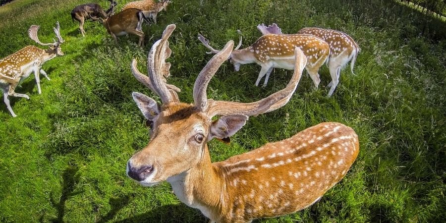 El Phoenix Park ciervos