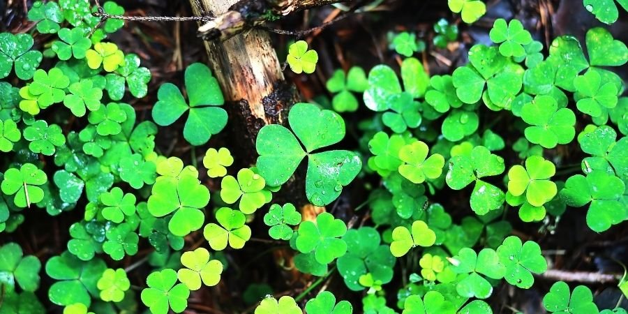 Trébol de tres hojas símbolo irlandés