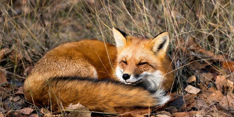Animales de Irlanda Zorro Rojo