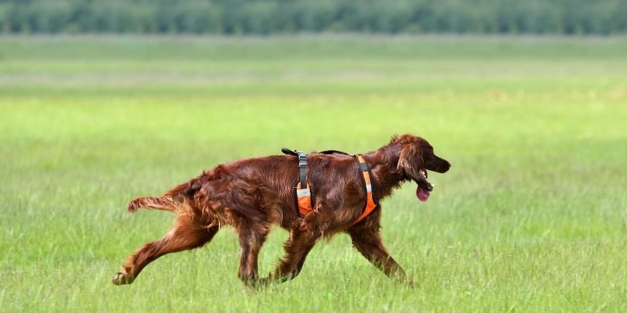 Setter Irlandés en un espacio abierto