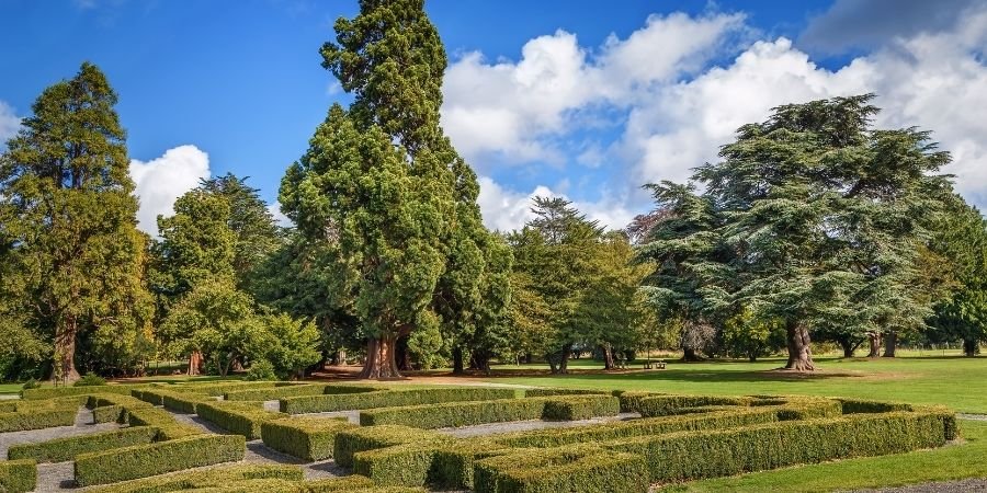 bosque en Dublín