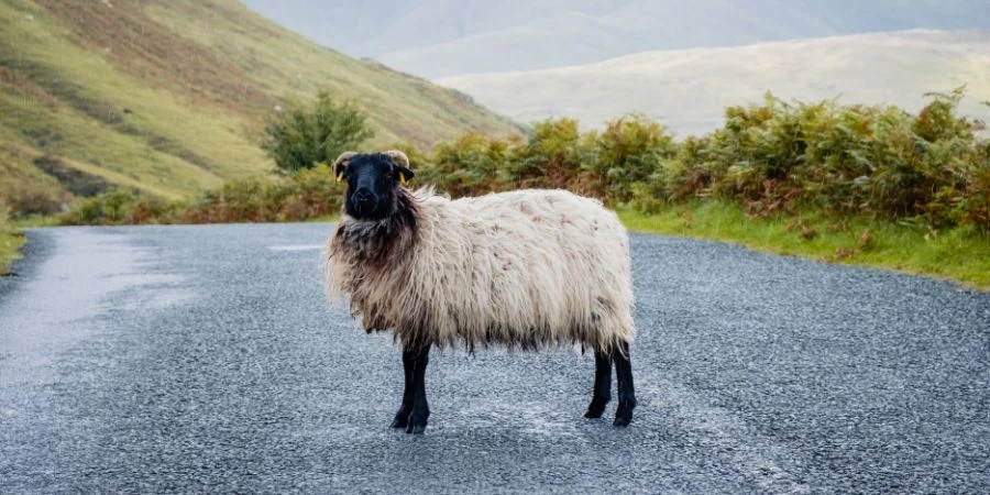 las ovejas irlandesas