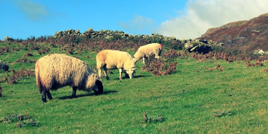 el encanto de las ovejas de irlanda